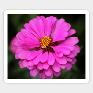 Summer Pink Zinnia Sticker